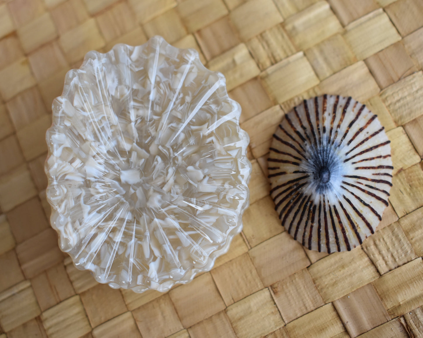 'Opihi Shell Shaped Claw Clip