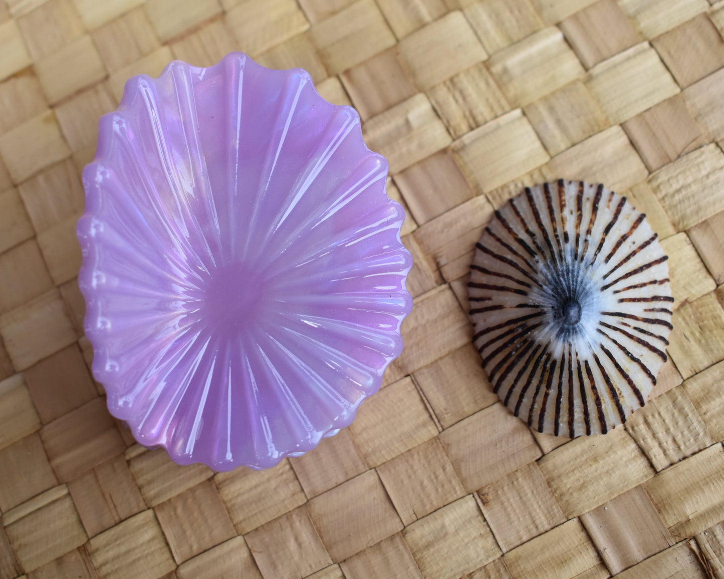 'Opihi Shell Shaped Claw Clip