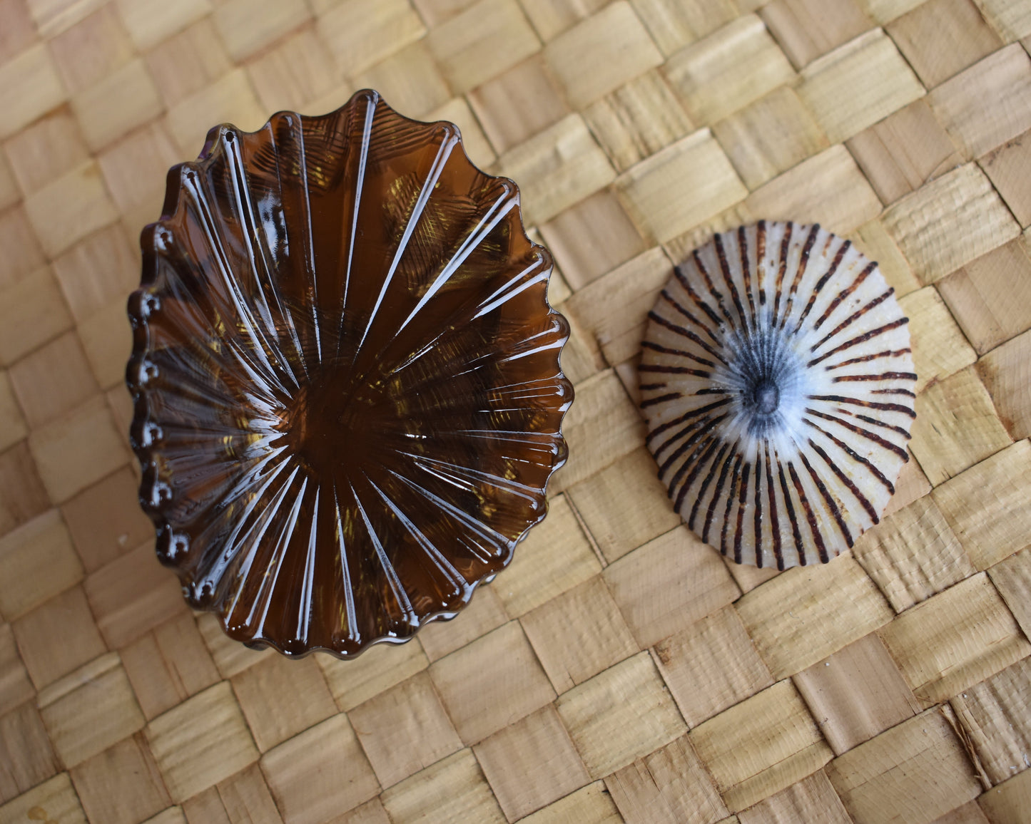 'Opihi Shell Shaped Claw Clip